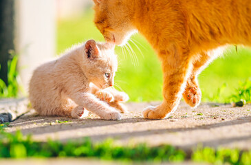 Mother Cat Grooming Her Kitten in Sunlight