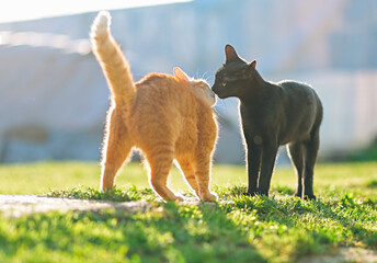 Black and Orange Cats Interacting on Sunny Lawn