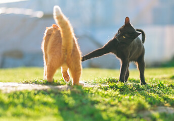 Black and Orange Cats Interacting on Sunny Lawn
