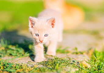 Confident Cream Kitten Walking Toward Camera