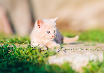 Cream Kitten Sitting on Grass in Sunny Garden