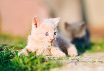 Cream Kitten Chewing Grass in Sunny Garden