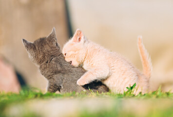 Fierce Play Between Adorable Kittens on Grass