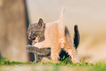 Fierce Play Between Adorable Kittens on Grass