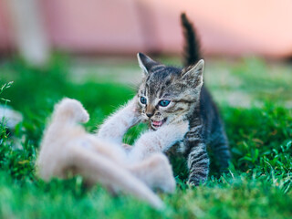 Fierce Play Between Adorable Kittens on Grass