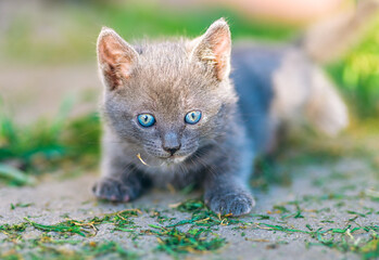 Blue-Eyed Gray Kitten Lying on Garden Path