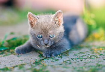Blue-Eyed Gray Kitten Lying on Garden Path