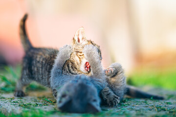 Kittens Wrestling Playfully on Garden Path