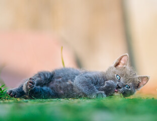 Charming gray kitten lies in the grass