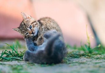 Mischievous tabby kitten playfully fights with fluffy gray kitten