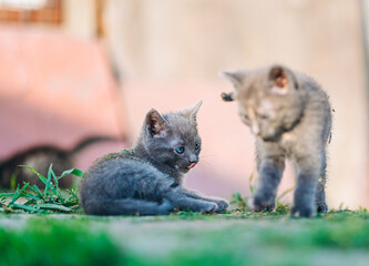 Charming gray kitten lies in the grass