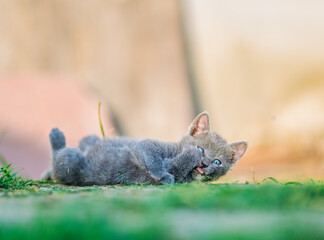 Charming gray kitten lies in the grass