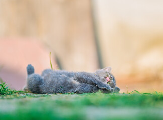 Charming gray kitten lies in the grass