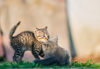 Sweet and lively moment between two kittens captured in natural dayligh