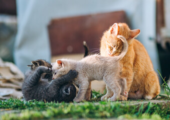 Tender outdoor scene of a mother cat grooming her kittens