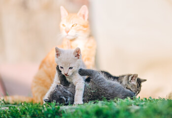 Playful group of kittens tussles on the grass as their ginger mother cat watches over