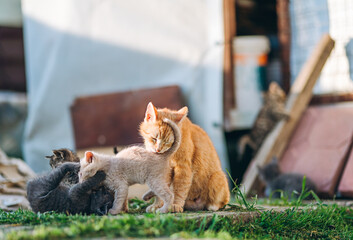 Tender outdoor scene of a mother cat grooming her kittens