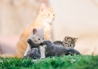 Playful group of kittens tussles on the grass as their ginger mother cat watches over