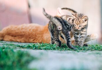 heartwarming scene of a ginger mother cat nurturing her tabby kittens