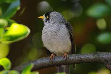 Noisy Miner bird on branch among green leaves in sunlight