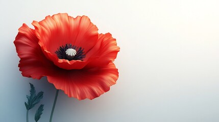 Vibrant Red Poppy Flower in Bloom Close Up with Delicate Petals