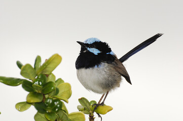 Blue fairy wren on branch set against clear sky, featuring striking plumage.