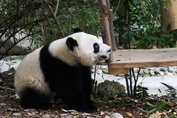 Giant panda resting beside wooden structure in natural habitat at the Panda Research Centre, Chengdu, showcasing conservation efforts for endangered wildlife.