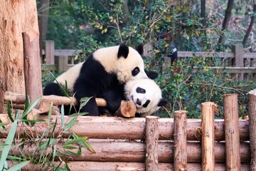 Two giant pandas playfully interact on a wooden platform at the Panda Research Centre in Chengdu, showcasing wildlife conservation and adorable panda behavior.