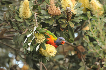 A colorful parrot perched among vibrant yellow blossoms in a lush, green tree.