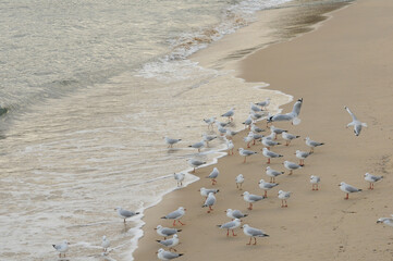 Seagulls gather along sandy shore as gentle waves reach the coast