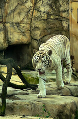 tiger in the zoo