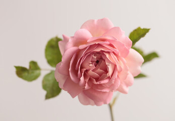 Close-up pink cream Rose Flower bud petal, leaf on beige gray. Natural light background.