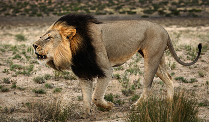 Blacked maned kalahari lion asserting dominance 