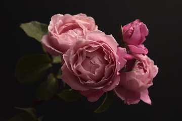 Close-up pink cream Rose Flower bud petal, leaf bouquet on black. Natural dark background.