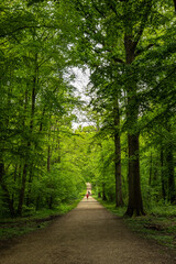 long road in the green forest