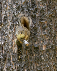 The American red squirrel (Tamiasciurus hudsonicus) is one of three species of tree squirrels currently classified in the genus Tamiasciurus, known as the pine squirrels