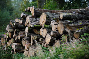 Stacked logs in lush green forest showcasing sustainable wood harvesting in a serene natural environment