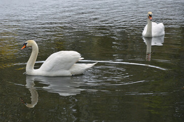 A pair of white mute swans (Cygnus Olor) peacefully swim on a park pond. Male and female swans on...