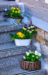 Potted plants on outdoor steps, cement steps leading to front door of a house. Design concept.