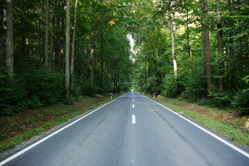 A Scenic Road Meandering Through a Lush Green Forest, Perfect for Adventurous Souls