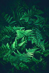 dark green ferns in forest. High quality photo