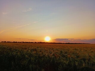 dusk in the steppe in the barley field. Summer evening in the steppe