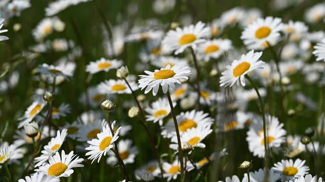 Jastrun właściwy (Leucanthemum vulgare Lam.)	
