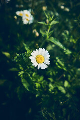 Single chamomile blossom on green backdrop. High quality photo