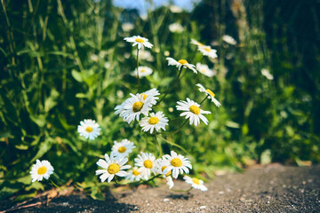 chamomile growing over sidewalk. High quality photo