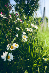 chamomile blossoms growing at fence at side of the road. High quality photo