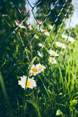 chamomile blossoms and green grass in sunlight. High quality photo