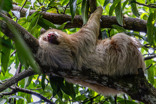 Fototapeta Sloth Taking a Nap in a Tree in Manuel Antonio Costa Rica