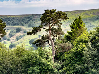 Scenic view of a scots pine tree dominating a lush valley in North York Moors National Park, showcasing the beauty of the Yorkshire landscape