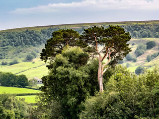 Breathtaking landscape showcasing the beauty of North York Moors National Park with vibrant greenery and rolling hills